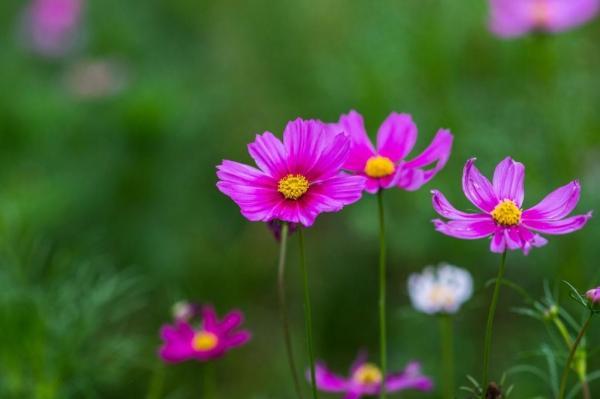 鸡毛信观后感作文7篇 鸡毛信读后感400字作文