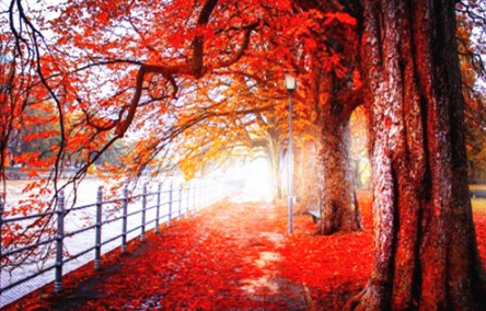 冬残奥会开幕式观后感300字