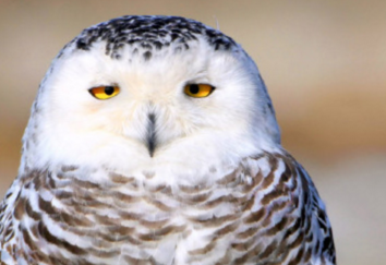 《马兰花》观后感心得