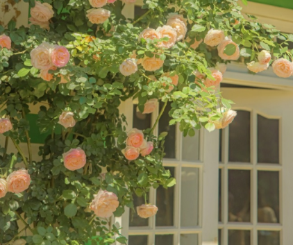 北京冬奥会闭幕式简短观后感