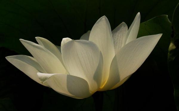 《圆明园》观后感