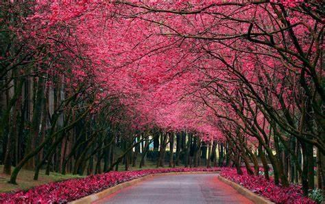 《闪闪的红星》观后感