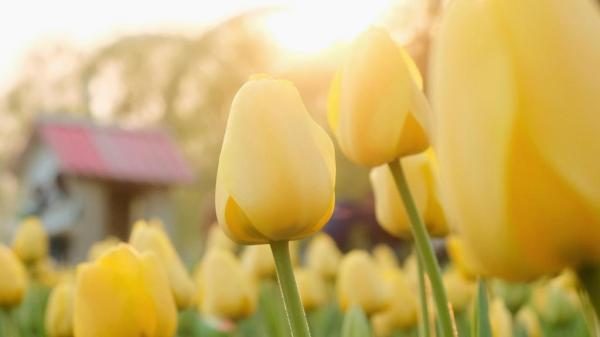 《叶问4》观后感