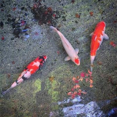 功勋观后感(通用16篇) 无声的功勋观后感