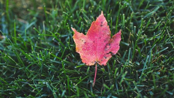 当幸福来敲门观后感 当幸福来敲门观后感700字