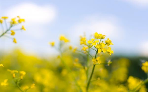 《小兵张嘎》的观后感悟