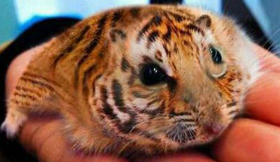 飘扬的红领巾观后感