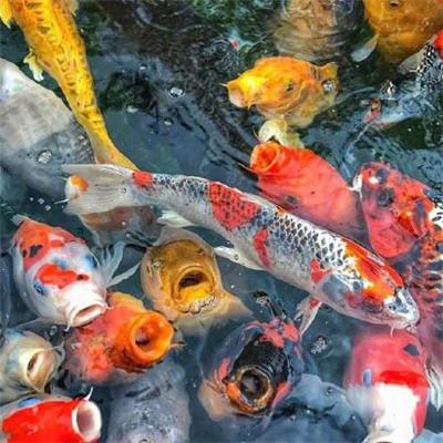 《唤爱》电影观后感400字