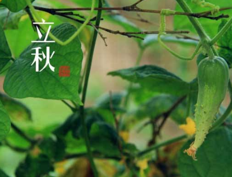 五邑华侨华人博物馆观后感600字