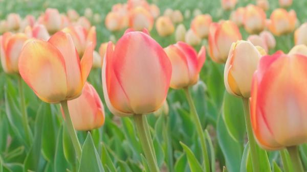 《<a href=/shanggan/34742.html target=_blank class=infotextkey>中国</a>汉字听写大会》观后感