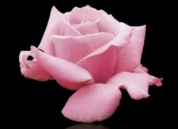 《忠犬八公的故事》观后感