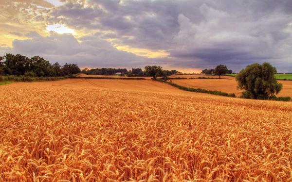 八佰观后感作文