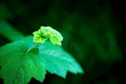 电影卡特教练观后感