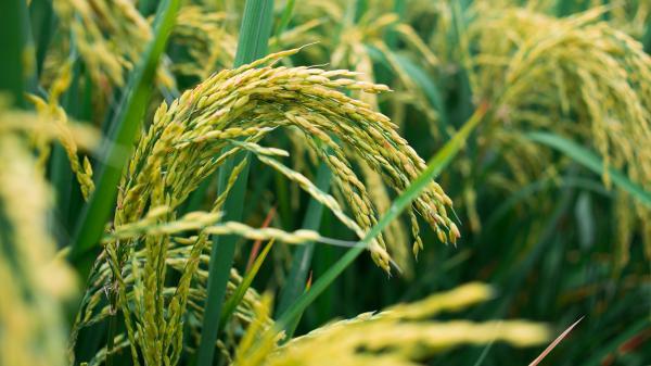 《背起爸爸上学》观后感450字