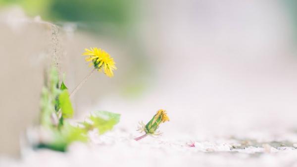 《人工智能》观后感