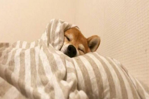 海洋之歌观后感