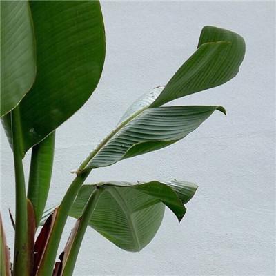 观后感(奇迹·笨小孩 奇迹笨小孩的观后感