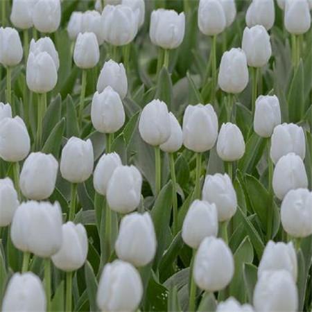 电影《云上的云》观后感