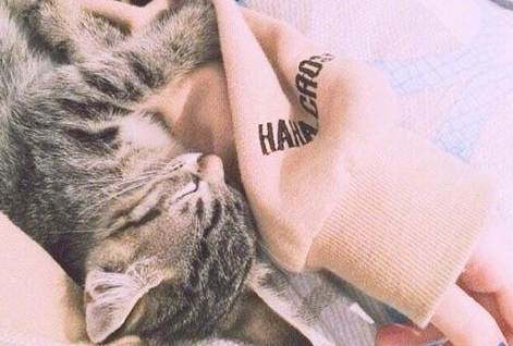 女生节祝福回复