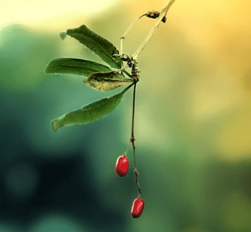 物业筹备三八妇女节送花说说 三八妇女节的说说短文